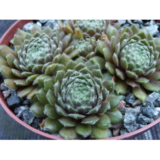 Sempervivum Knuddelbar Rojnik