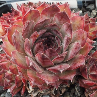 Sempervivum Kohala Rojnik