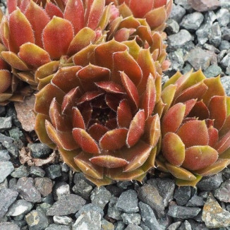 Sempervivum Korresia Rojnik