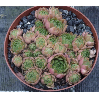 Sempervivum Korresia Rojnik