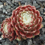 Sempervivum arachnoideum Korspel Cherry rojnik