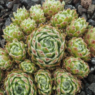 Sempervivum Kosmodio Rojnik...