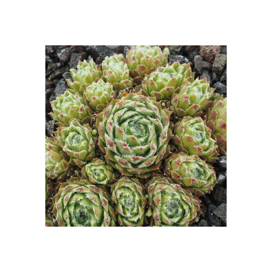 Sempervivum Kosmodio Rojnik pajęczynowaty