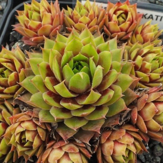 Sempervivum Krakatit Rojnik