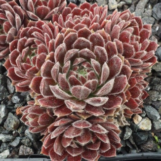 Sempervivum Kristina Rojnik