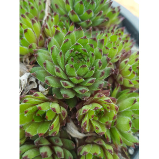 Sempervivum Kylie Minogue...