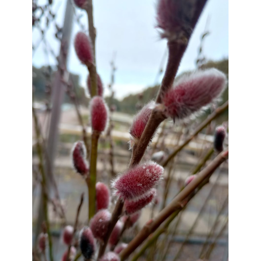 Salix gracilistyla 'Mt Aso'  wierzba smukłoszyjkowa