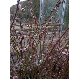 Salix gracilistyla 'Mt Aso'...