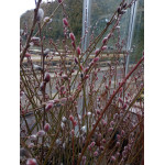 Salix gracilistyla 'Mt Aso'  wierzba smukłoszyjkowa
