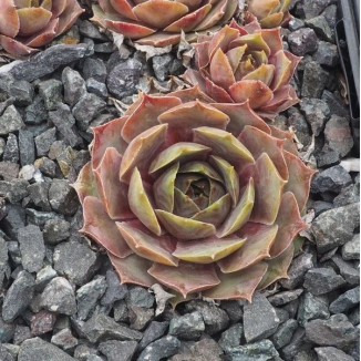 Sempervivum Lamia Rojnik