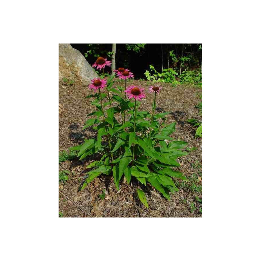 Echinacea purpurea Jeżówka purpurowa