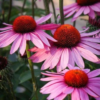 Echinacea purpurea Jeżówka purpurowa