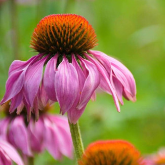 Echinacea purpurea Jeżówka purpurowa