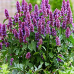 Agastache hybrida Beelicious® Purple Kłosowiec