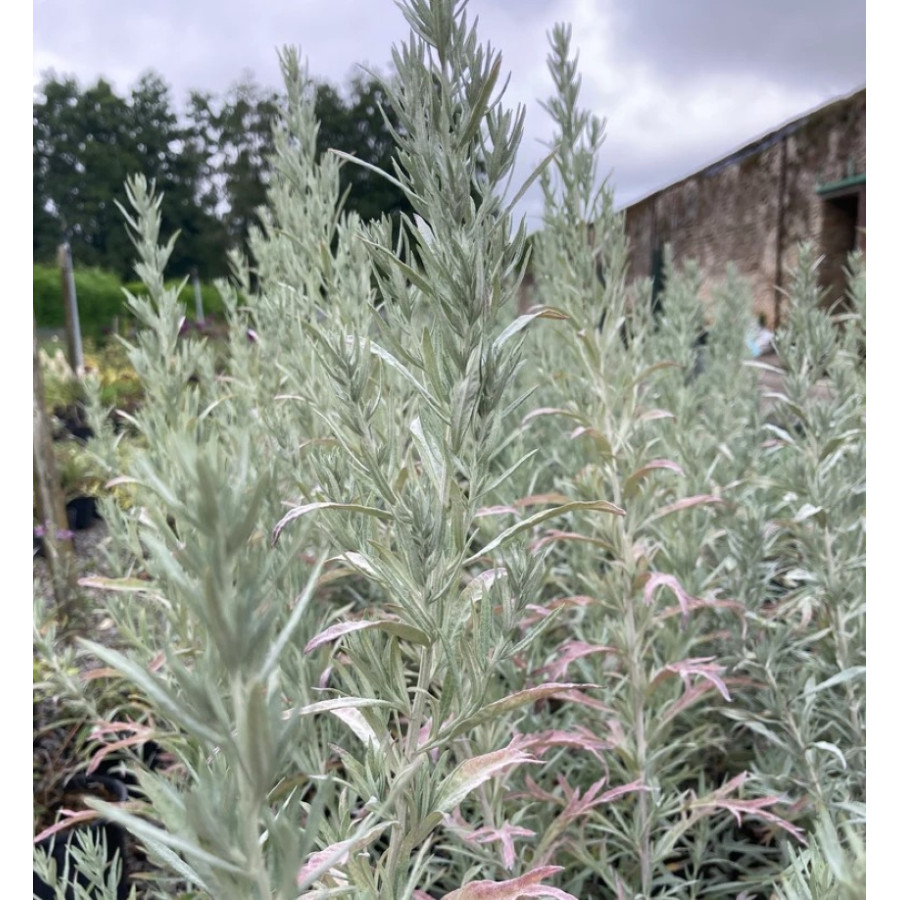 Artemisia ludoviciana Silver Queen Bylica luizjańska