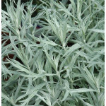 Artemisia ludoviciana Silver Queen Bylica luizjańska