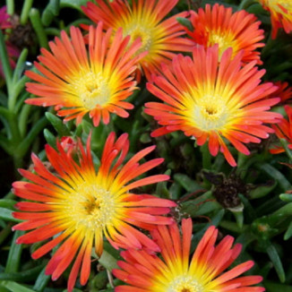 Delosperma x hybrida Wheels...