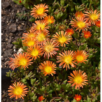 Delosperma x hybrida Wheels...