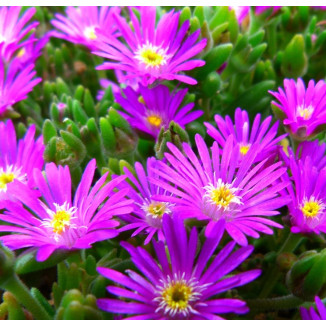 Delosperma aberdeense Hot...