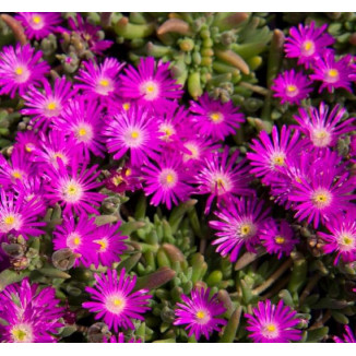 Delosperma aberdeense Hot...