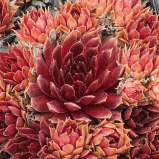 Sempervivum Lee Rojnik