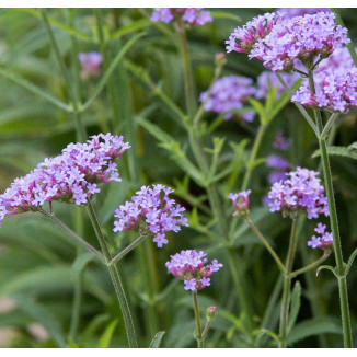 Verbena bonariensis...