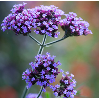 Verbena bonariensis...