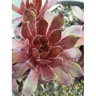 Sempervivum Lengai Rojnik