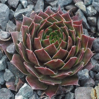 Sempervivum Lengai Rojnik