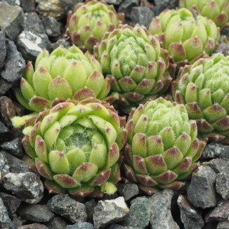 Sempervivum Leonie Rojnik...