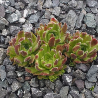 Sempervivum Liana Rojnik