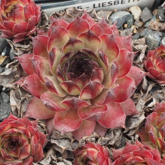 Sempervivum Liesbeth Rojnik