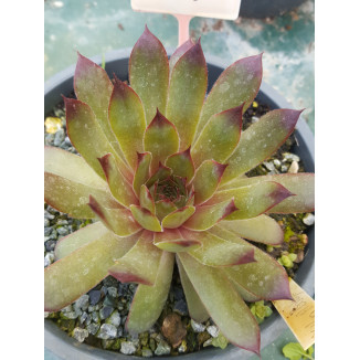 Sempervivum Like a Baby Rojnik