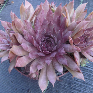 Sempervivum Lila Zebra Rojnik