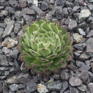 Sempervivum Lilafee Rojnik