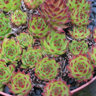 Sempervivum Lilly's Love...