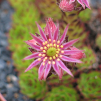 Sempervivum Lilly's Love...