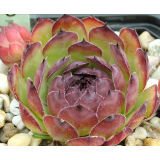 Sempervivum Limbo Rojnik