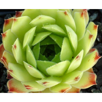 Sempervivum Limelight Rojnik