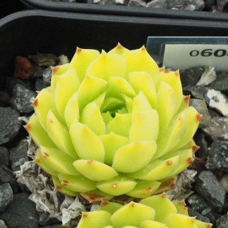 Sempervivum Limelight Rojnik