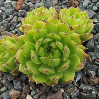 Sempervivum Limonella Rojnik