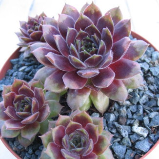 Sempervivum Lindingen Rojnik