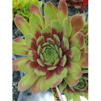 Sempervivum Lindingen Rojnik