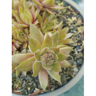 Sempervivum Little Miss...