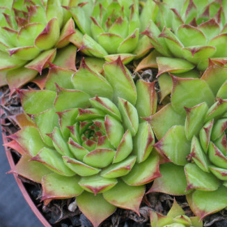 Sempervivum Little Tischa...