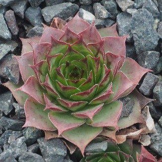 Sempervivum Little Tischa...