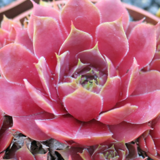 Sempervivum Lola Rojnik