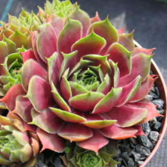 Sempervivum Lola Rojnik