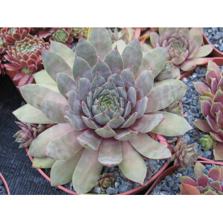 Sempervivum Lola Solist Rojnik