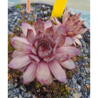 Sempervivum Lolita Rojnik